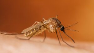 Houston Health Department Confirms West Nile Virus in Local Mosquito Sample